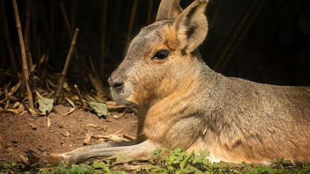 Mara Patagónica. Foto: Unsplash.
