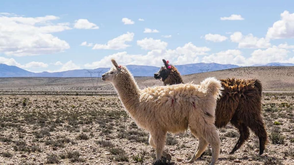 Pronóstico en Salta: cómo estará el tiempo hoy, 28 de abril de 2026