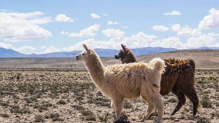 San Antonio de los Cobres, en Salta.
