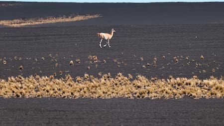 Guanaco en el parque provincia La Payunia, en Malargue, Argentina. Foto: EFE.
