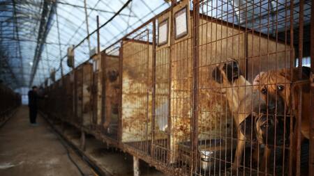 Perros miran desde sus jaulas en una granja de carne de perro en Hwaseong, Corea del Sur. Foto: Reuters.