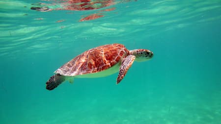 Tortuga marina. Pexels