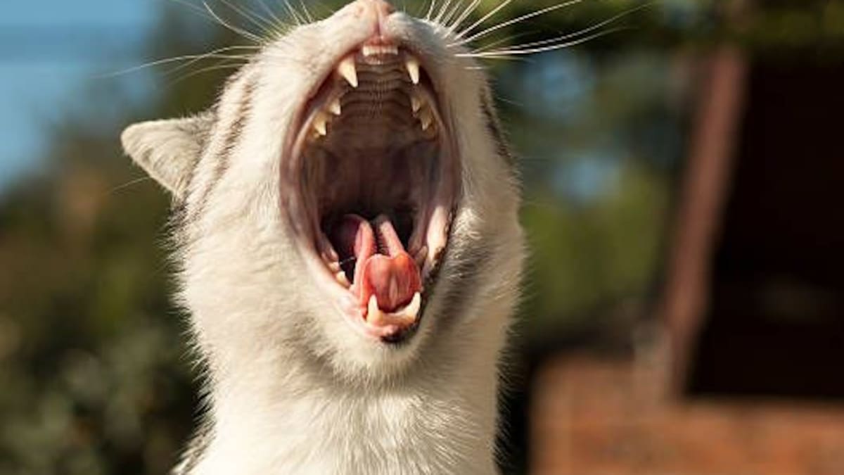 ¿Por qué los gatos muerden cosas?: la razón detrás de este comportamiento felino, según los expertos