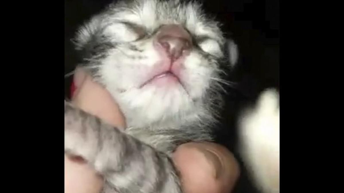 Gatoperro