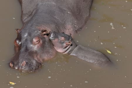 Hipopótamos en Colombia. Foto: Unsplash