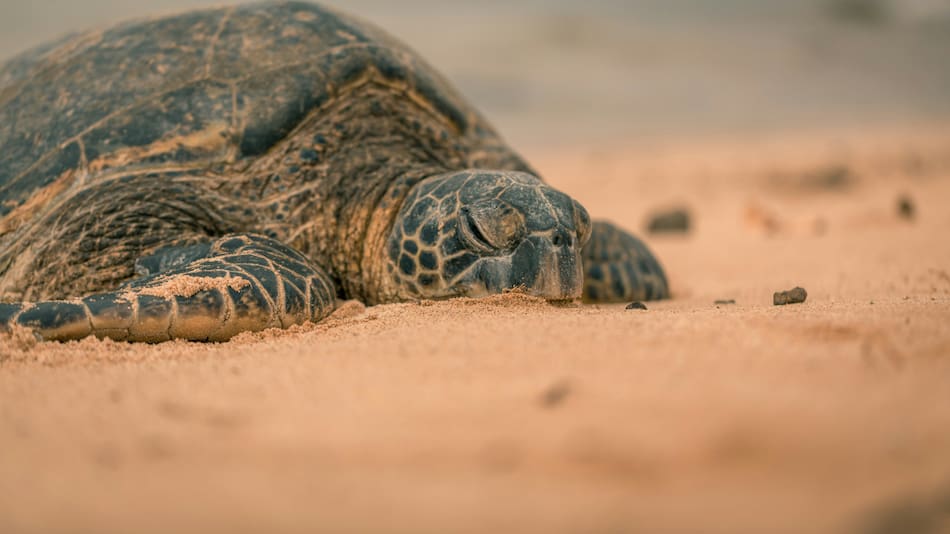 Tortuga marina. Foto: Unsplash