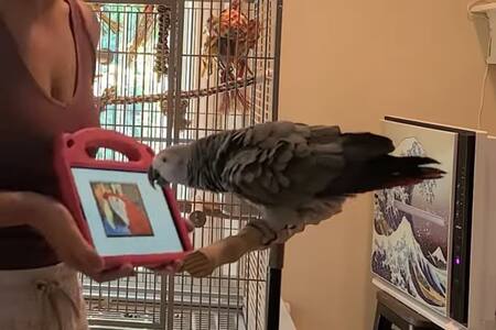 Los loros pueden interactuar por videollamada. Fuente: Northeastern University