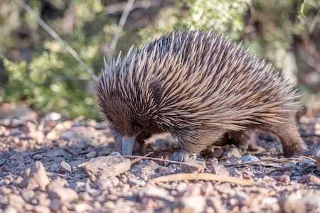 Equidna. Foto Pixabay
