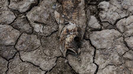 La Amazonia afronta la peor sequia de la historia. Foto: EFE
