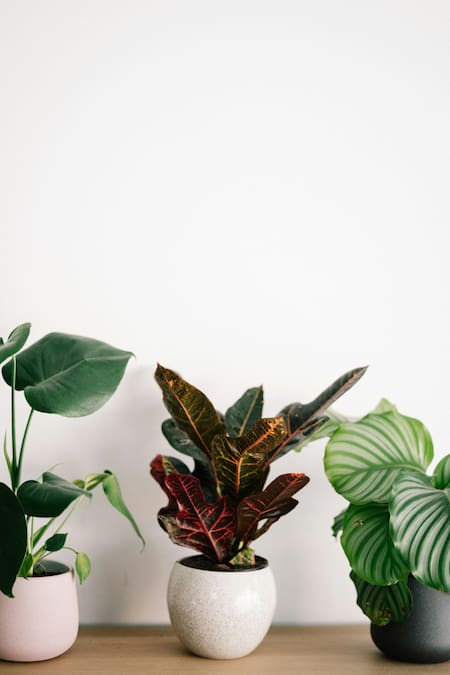 Plantas, hogar. Fuente: Unsplash