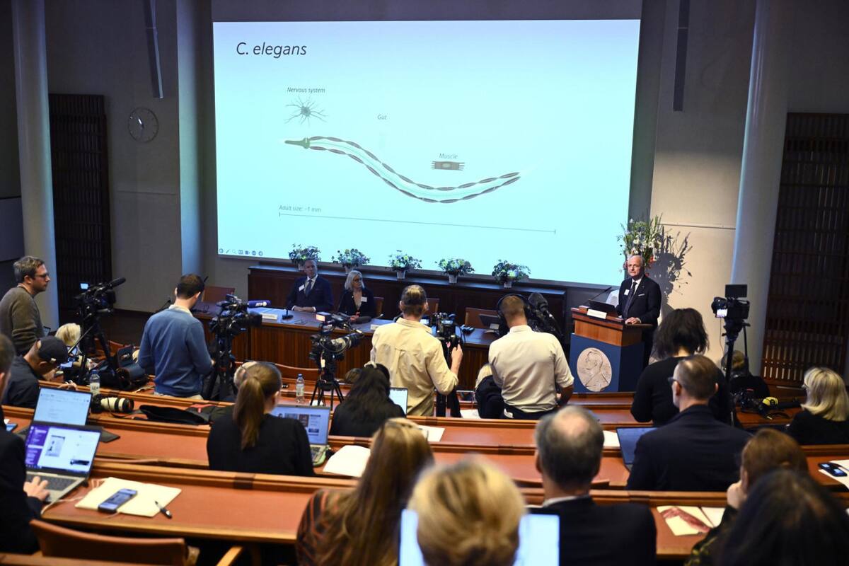 Gary Ruvkun y Víctor Ambros ganaron el Premio Nobel de Fisiología o Medicina 2024. Foto: EFE.