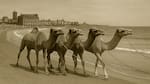El capítulo más insólito de Mar del Plata: camellos paseando por la Bristol