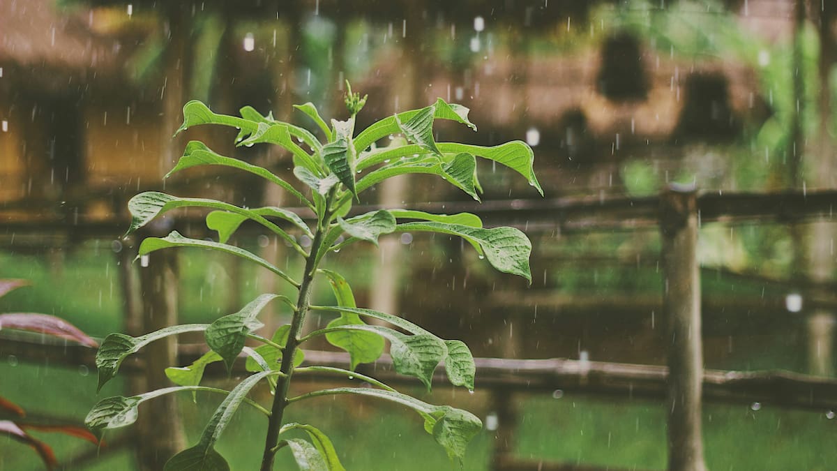 El TFA llega al suelo y cursos de agua tras cada tormenta, donde puede afectar la vida acuática y, eventualmente, filtrarse al agua potable. Foto: Unsplash.