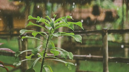 El TFA llega al suelo y cursos de agua tras cada tormenta, donde puede afectar la vida acuática y, eventualmente, filtrarse al agua potable. Foto: Unsplash.