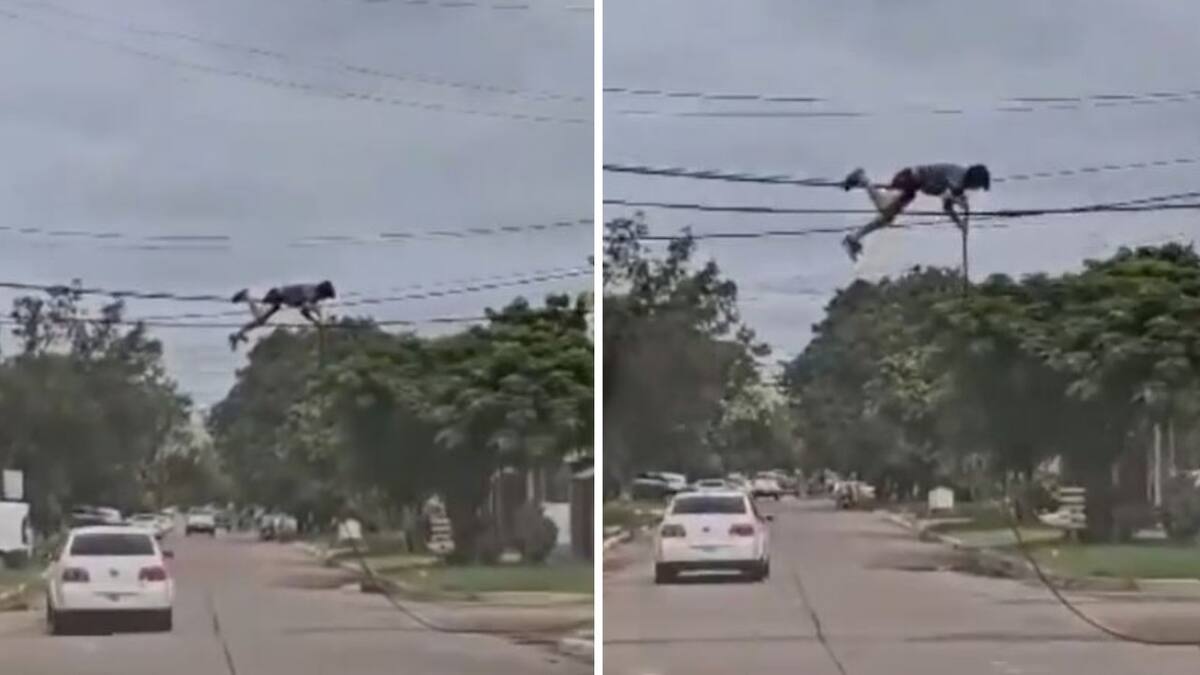 Un hombre robando tendido eléctrico en Chaco. Foto: captura de video.