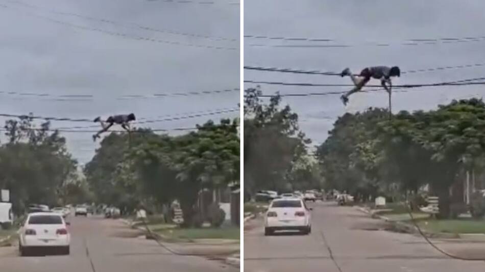 Un hombre robando tendido eléctrico en Chaco. Foto: captura de video.