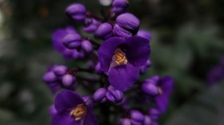 Además de su belleza, esta flor tiene un valor agregado: es comestible