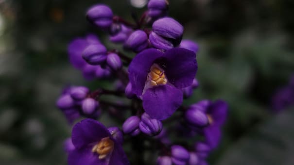 Resiste el frío, es comestible y llena de color tu jardín: cuándo y cómo sembrar esta flor de invierno