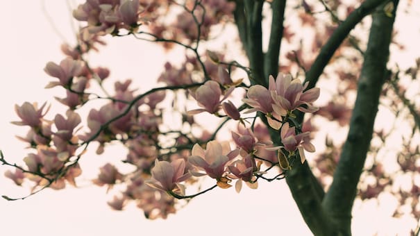 Paso a paso: cómo cuidar un árbol de magnolia en casa para transformar tu jardín en un oasis de color