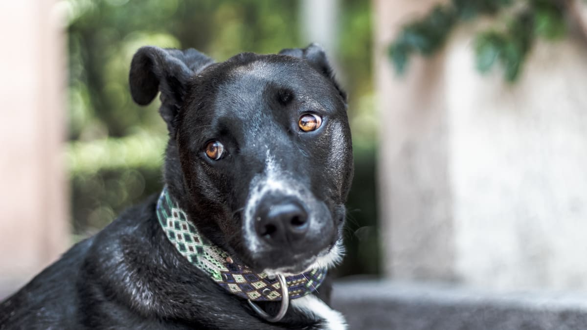 Perro viejito