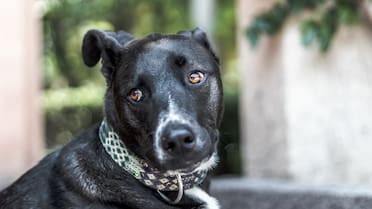 No todos envejecen igual: cómo se calcula la edad de un perro viejito, según la ciencia