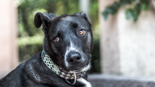 No todos envejecen igual: cómo se calcula la edad de un perro viejito, según la ciencia