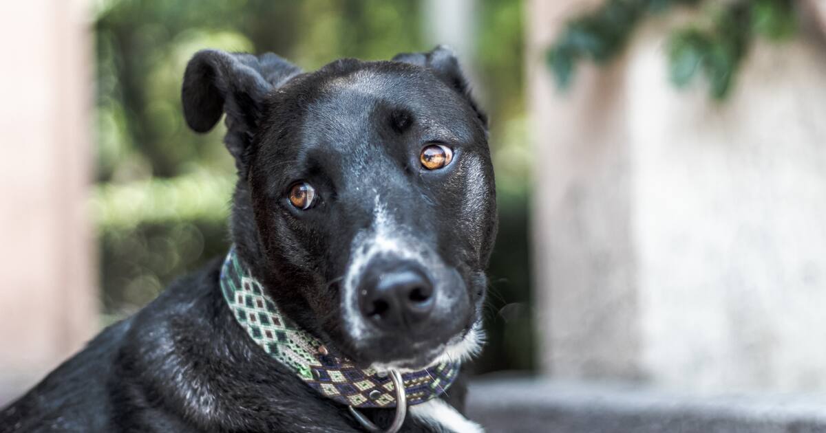 Googie Perro No todos envejecen igual: cómo se calcula la edad de un perro viejito ...