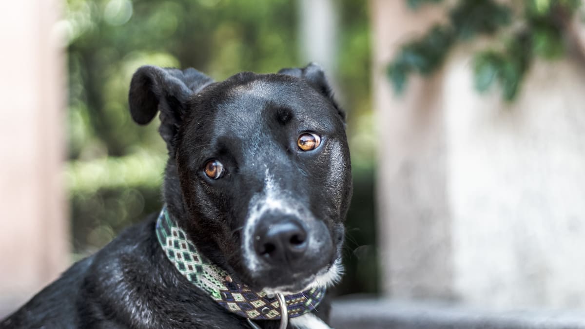 Perro viejito