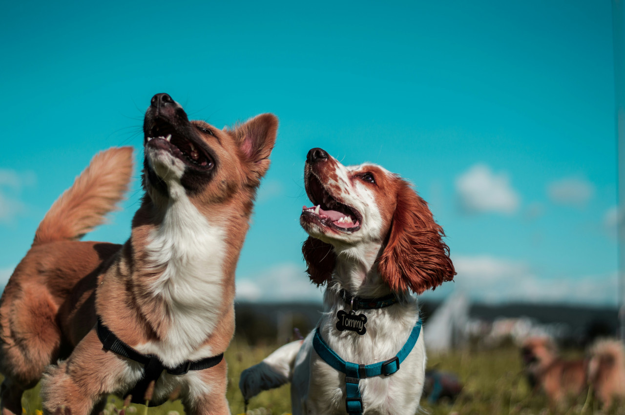 Perros, mascota. Foto: Unsplash.