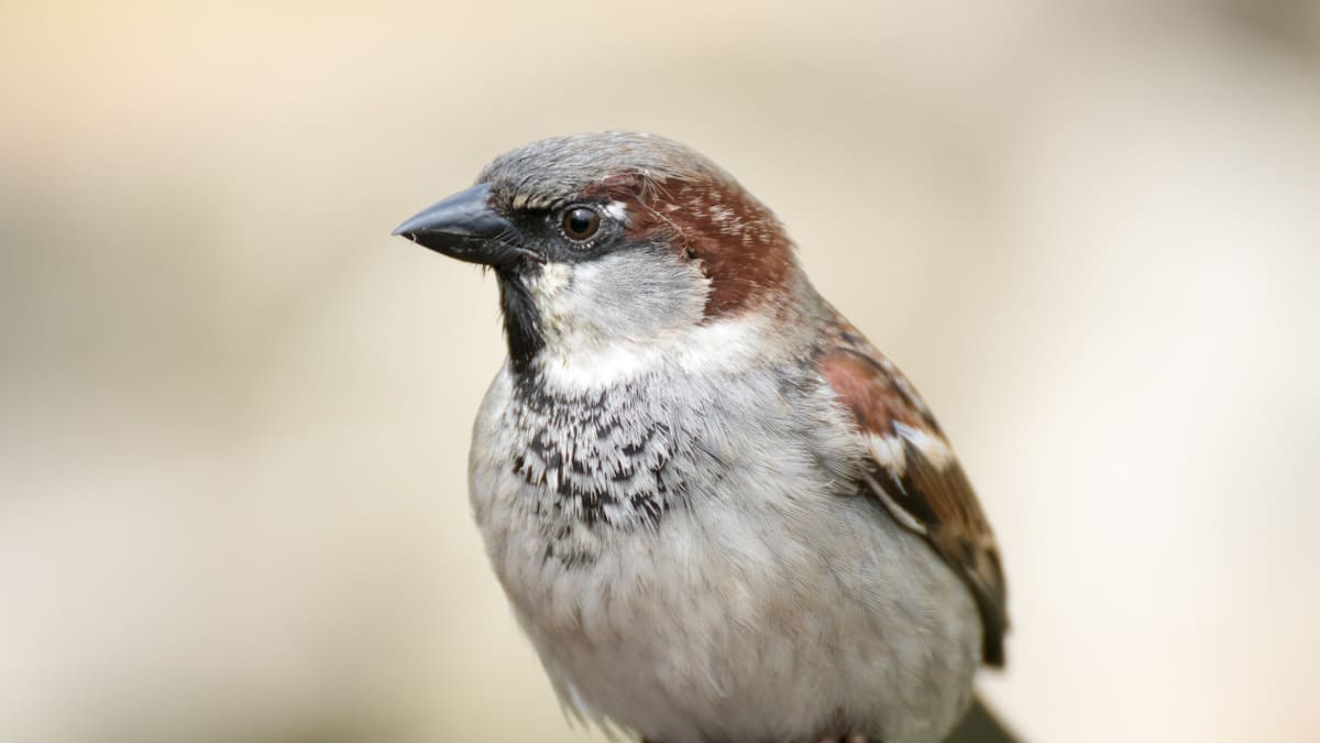 El secreto de los gorriones: el inesperado beneficio que encuentran en las colillas de los cigarrillos