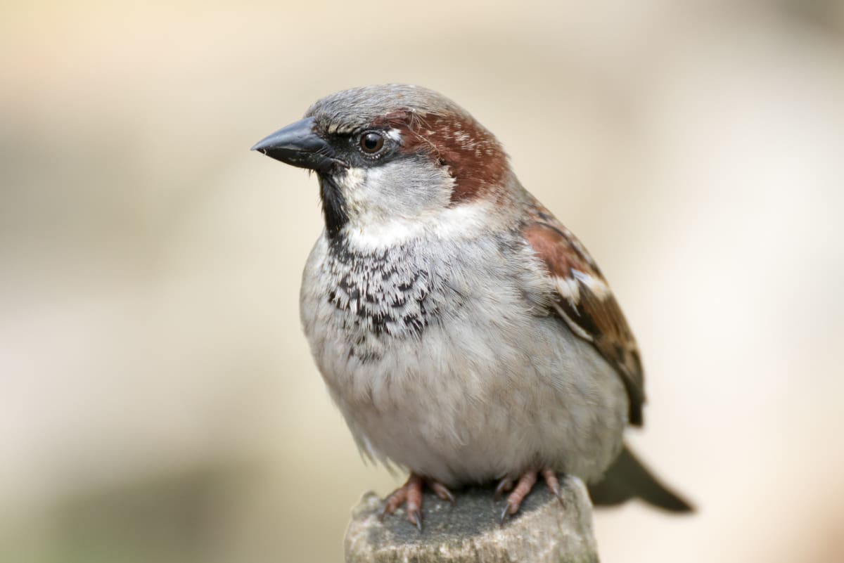Gorriones, aves. Foto: Noticias Ambientales