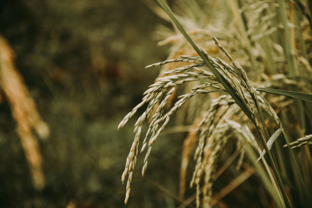 Plantación de arroz. Foto: Unsplash.