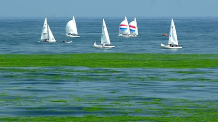 Varios veleros navegan cerca de una masa de algas debido al calentamiento de las aguas, en una imagen de archivo. EFE/Wu Hong