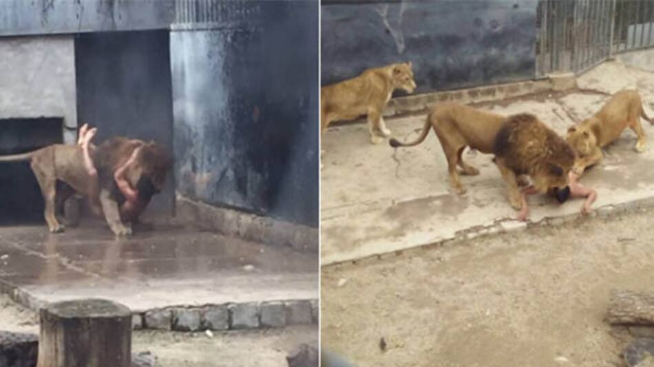 Matan a dos leones en Chile