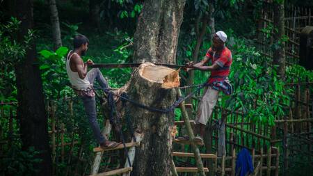 Animales, deforestación, contaminación. Foto: Unsplash