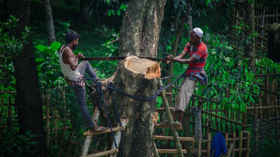 Animales, deforestación, contaminación. Foto: Unsplash