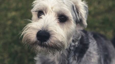 Perros. Foto: Unsplash