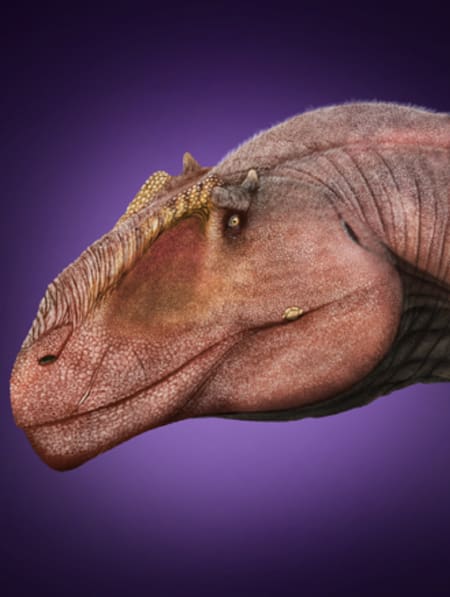 Taurovenator violantei. Foto: Wikipedia.