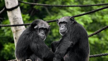 El equipo realizó una revisión sistemática de 882 estudios que midieron los cambios en la diversidad genética entre 1985 y 2019. Foto: Unsplash.