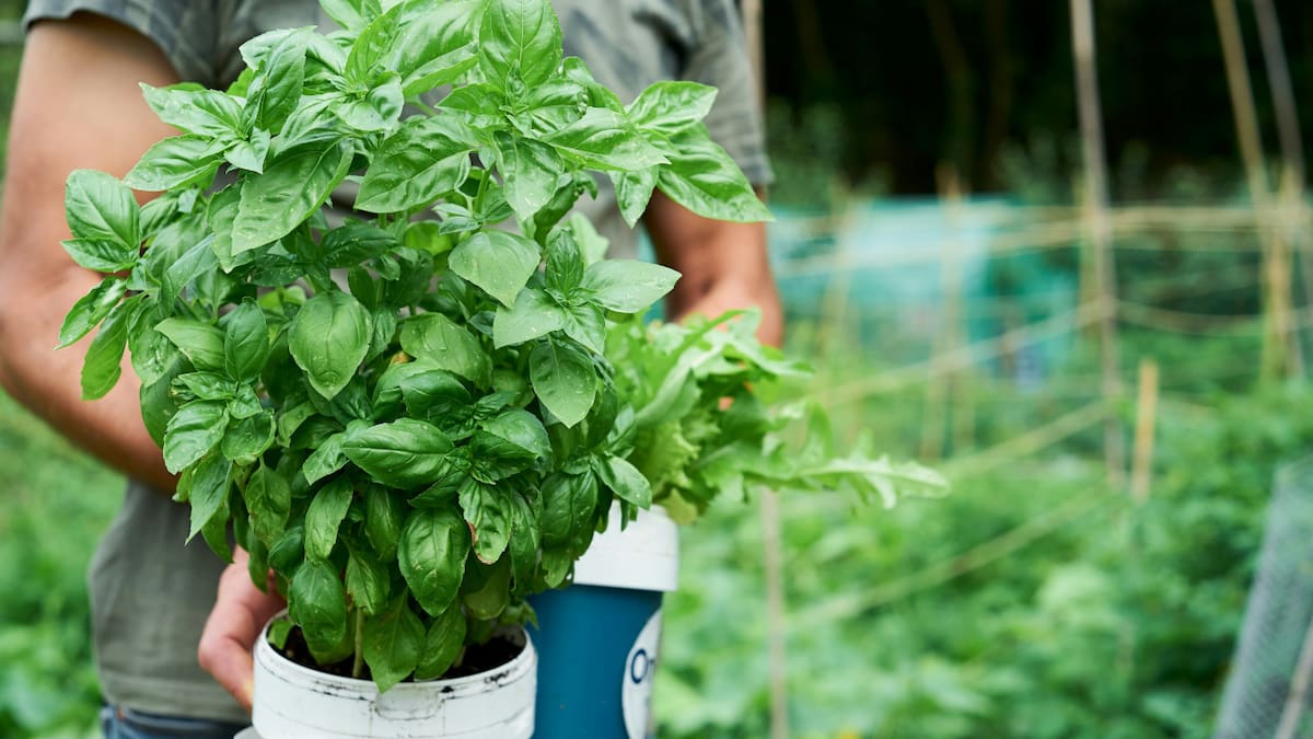 Plantas, albahaca, semillas. Foto: Unsplash