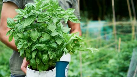 Plantas, albahaca, semillas. Foto: Unsplash