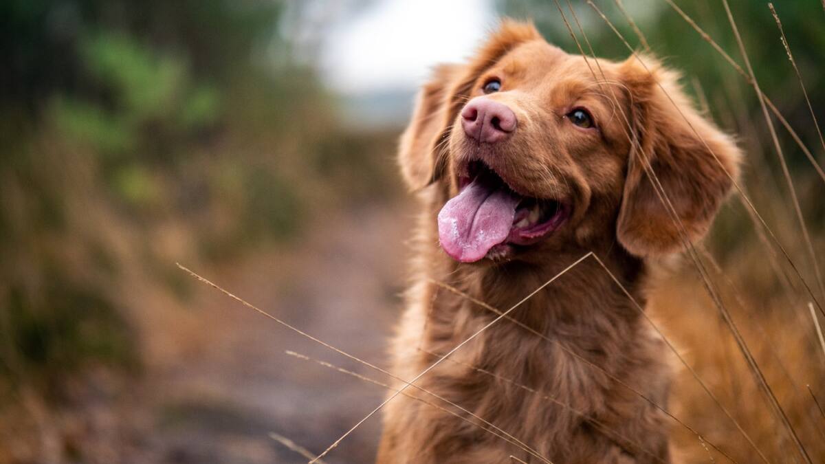Perros, canes, mascotas. Foto: Unsplash