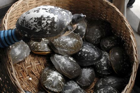 tortuga de caparazón blando_ Foto Reuters