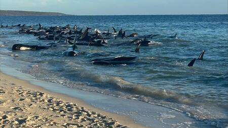 Ballenas en Australia. Foto: EFE.