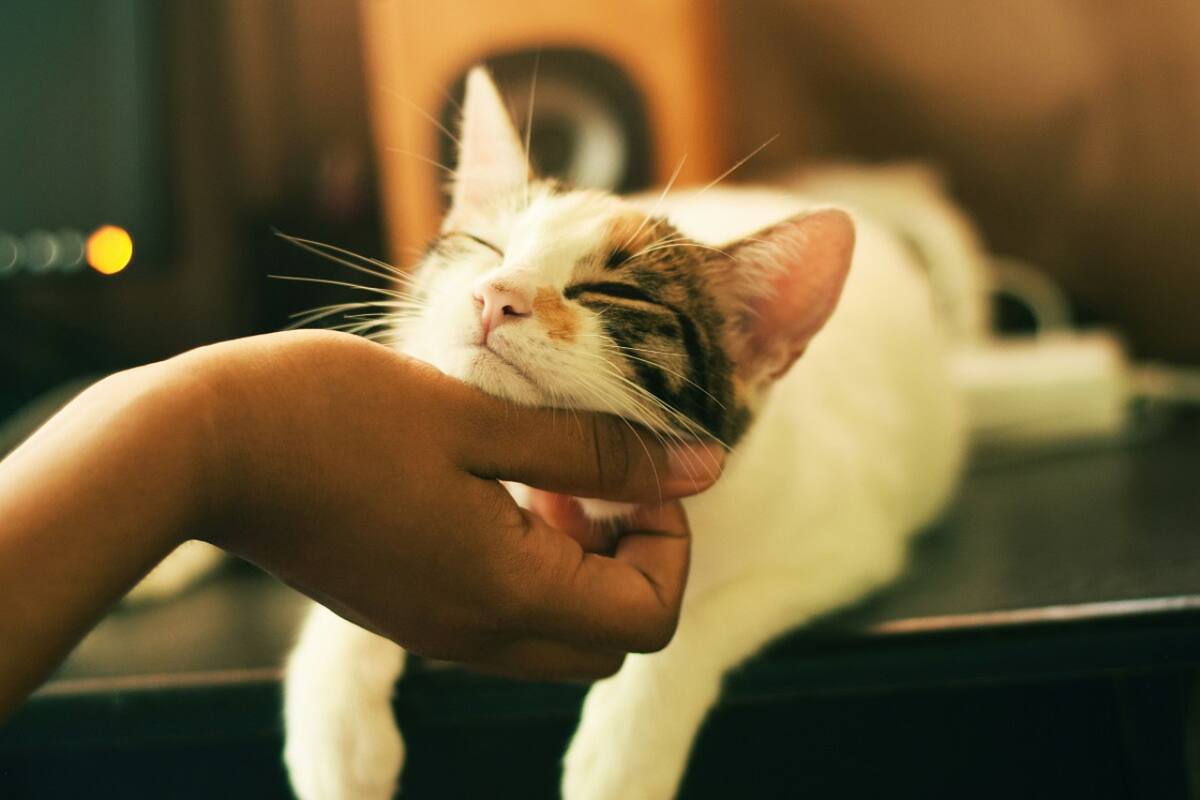 Gato; mascota. Foto: Unsplash.
