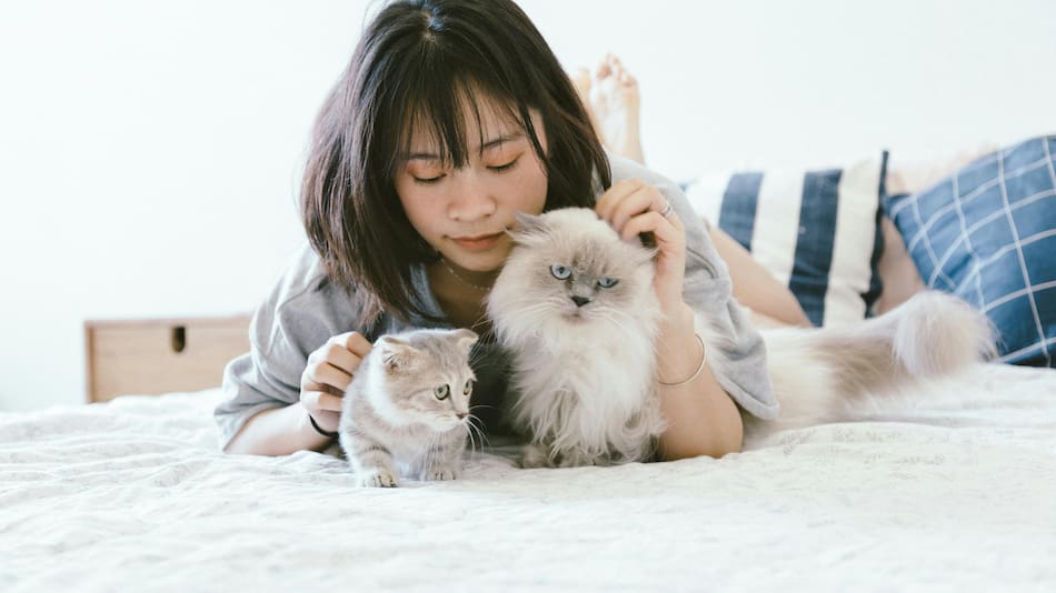 Gatos, animales.