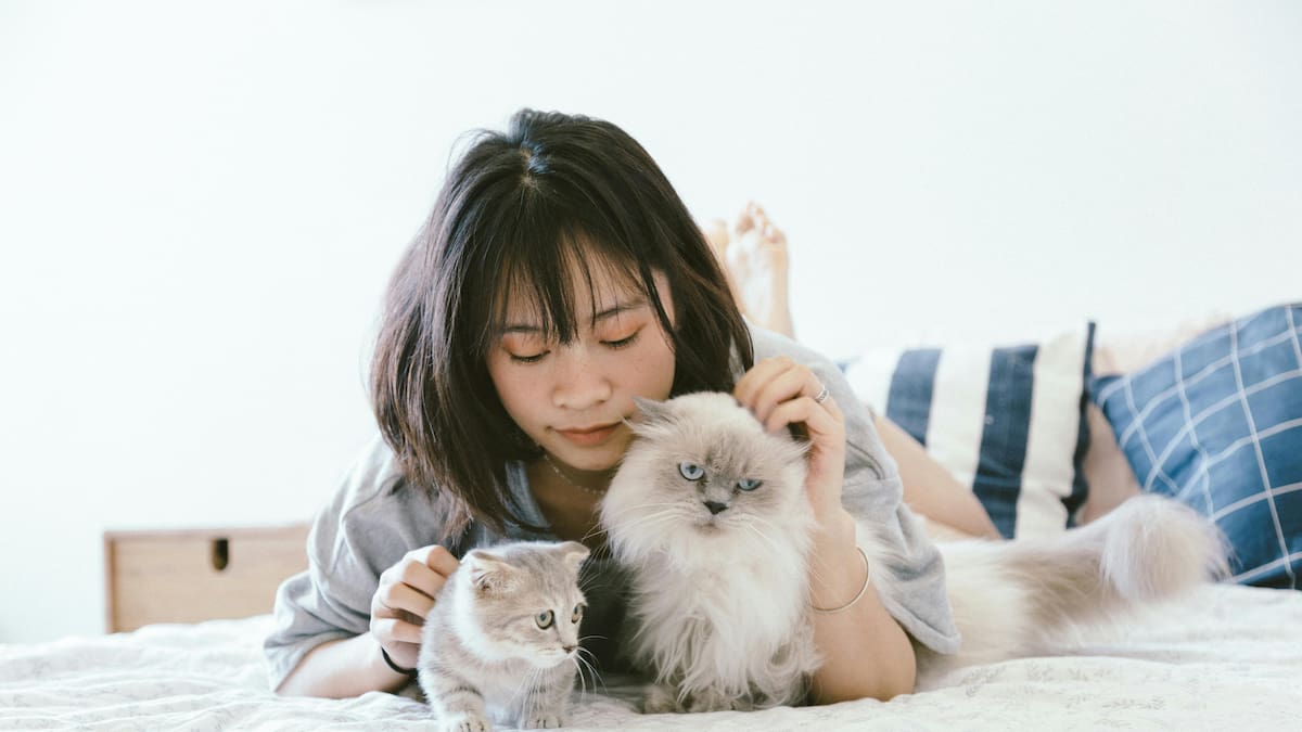 Gatos, animales.