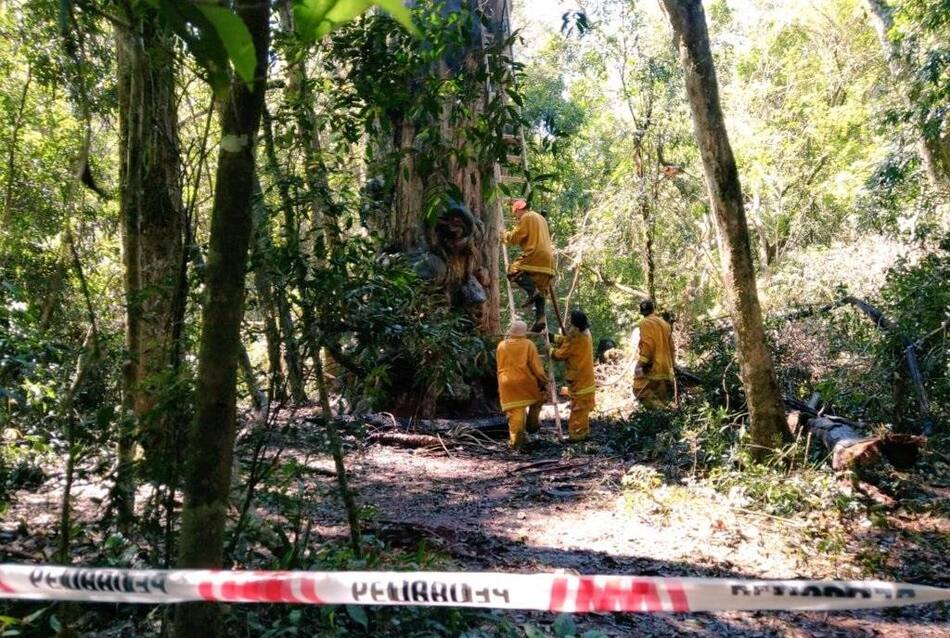 Incendio de la grapia milenaria, árbol más antiguo de Misiones, Twitter