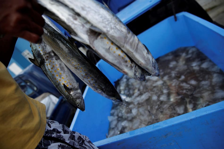Pesca. Foto: EFE