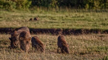 Jabalíes. Foto: Pexels.